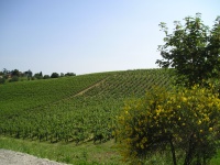 Immagine associata al documento: Bioreport 2013. Agricoltura biologica in Italia