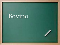 Immagine associata al documento: Bando pubblico Bovino (FG)