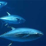 Immagine associata al documento: Nuovo Quotidiano di Puglia - Ecco la missione tonno rosso