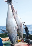 Immagine associata al documento: La Repubblica  -  La fecondazione assistita salver il tonno rosso