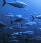 Immagine associata al documento: Corriere del Giorno - A Taranto scoperto come allevare il tonno rosso