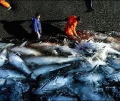 Immagine associata al documento: Puglia - E' pugliese la ricerca unica al mondo per il tonno rosso