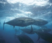 Immagine associata al documento: Nuovo Quotidiano di Puglia - Salveremo il tonno rosso