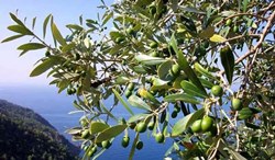 Immagine associata al documento: Fdl: Vendola su olivicoltura: "Occorre maggiore aggregazione tra i produttori"