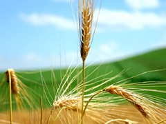 Immagine associata al documento: FdL. Nardoni: Innovazione e Agricoltura sostenibile