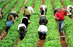 Immagine associata al documento: Programma Emersione Lavoro Puglia: approvazione integrazioni all'Avviso "Occupazione in agricoltura"