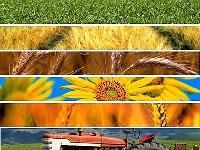 Immagine associata al documento: FdL2014 Regione Agroalimentare. Coop sociali: l'innovazione diventa solidale