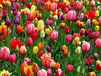 Immagine associata al documento: Eures Puglia, Seasonal tulip workers (8 posts available), Sweden